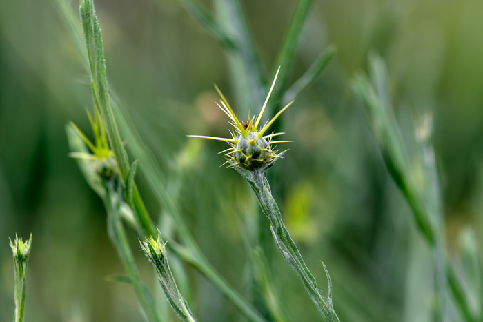 Yellow Star-thistle is introduced from Europe and have acquired a lot of common names including St. Barnaby’s Thistle, Golden Starthistle and Yellow Cockspur. Centaurea solstitialis